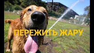 как ПОМОЧЬ СОБАКЕ пережить ЖАРУ как ПОМОЧЬ СОБАКЕ пережить ЖАРУ