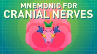 How to Remember the Cranial Nerves (Mnemonic) - EASIEST WAY!