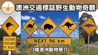 交通標誌中的澳洲野生動物奇觀! 13種澳洲動物! (繁體中文字幕)