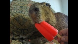 Capybara eating an Ice Pop