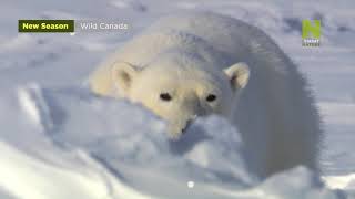 Divoká Kanada - Ii. Dokumentární Série Na Viasat Nature