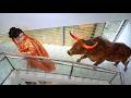 Cow Special Very Trending Funny Comedy Video 😂 Amazing New Comedy Video 2026 Epi 175 by Fun Tv 420