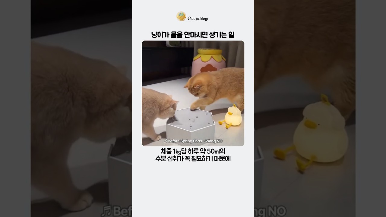 냥이가 물을 안마시면 생기는 일 썸네일