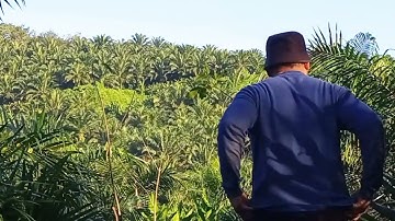 apil balik mikat di Port 500 tompinai.