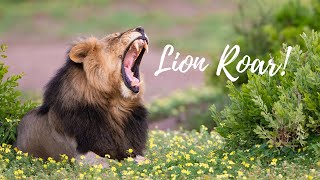 A male lion roaring loudly! - Awesome Sighting no.2