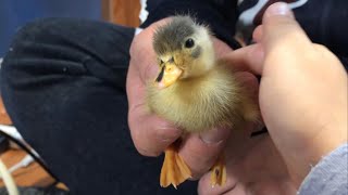 コールダックの赤ちゃん誕生！チョコそっくり。