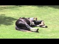 Horse Whispering in Argentina