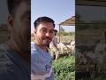 Aaj Badhiya gau seva kari ☺️ #vlog #short