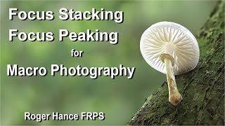 Focus Stacking And Focus Peaking For Macro Photography Using The Om1 And The 90Mm Macro Lens