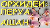 Орхидеи,узамба́рские фиалки,Самара🌺