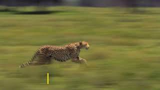 Predator Vs Prey | Saturdays by National Geographic Africa 19,557 views 2 weeks ago 15 seconds