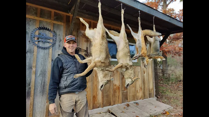 Trapping Coyotes, Red Fox and Grey Fox in PA. #Trapping #Coyotes #greyfox #redfox  #Trapping PA