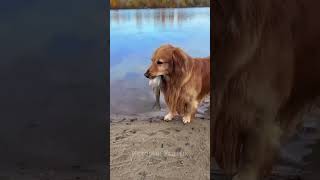 Собака нашла рыбу на берегу, принесла и отпустила в воду #животные #shorts