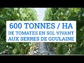 Franois mulet tomates sol vivant en serres chauffes aux serres de goulaines