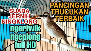 Pancingan Trucukan Terbaik Ngeriwik Ngeplong Suara Jernih Paling Cocok Buat Pancingan Trucukanmu
