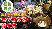 サギソウの育て方 鷺草 カインズ花図鑑 Youtube サギソウの育て方 鷺草 カインズ花図鑑 Youtube