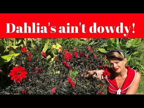 Video: Šta su Collarette Dahlias: Savjeti za uzgoj Collarette Dahlias