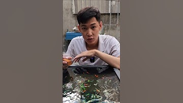 Cá 7 Màu Thủy Sinh #Shorts