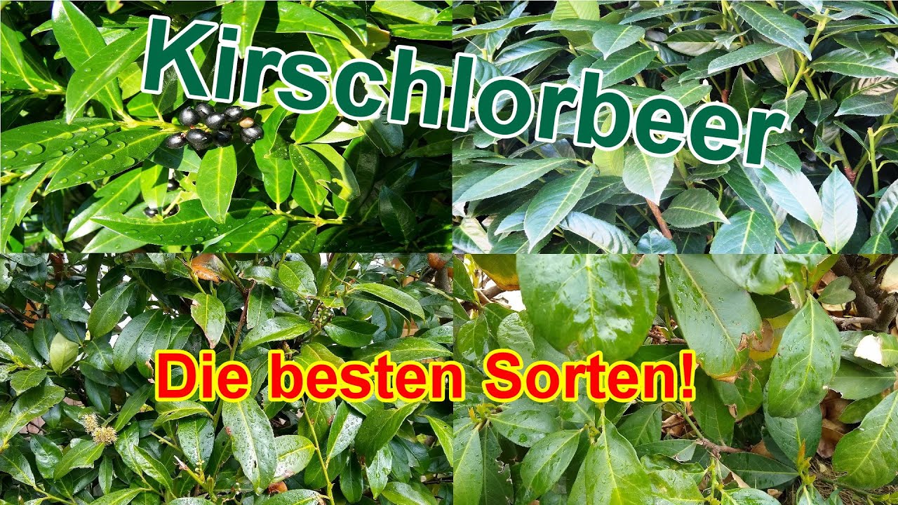 Die besten & robustesten Kirschlorbeer Sorten - Frostharte & winterharte  Lorbeerkirsche Sorten
