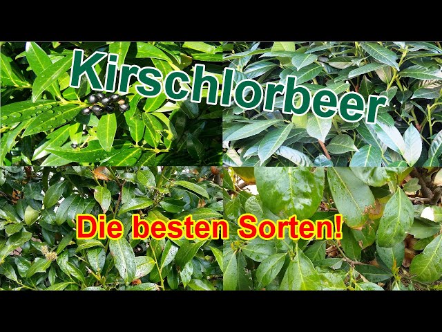 philodendron micans pink variegata Philodendron Micans Pink Variegated (WP21) – Wilderly
