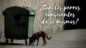 ¿Los perros son conscientes de sí mismos?