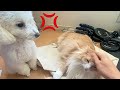 猫撫でると嫉妬する犬　PDS