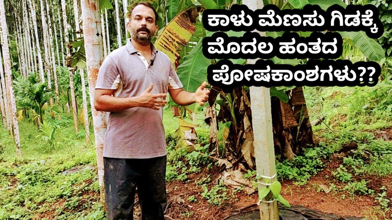 ಕಾಳು ಮೆಣಸು ಗಿಡಕ್ಕೆ ಮೊದಲ ಹಂತದ ಪೋಷಕಾಂಶಗಳು ??|Nutrient application to Young Black pepper plants!!