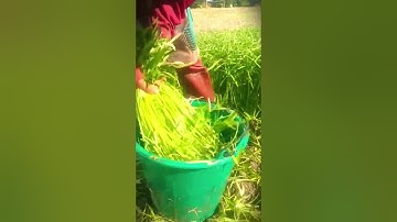 quick tricks and skills for harvesting land spinach #shorts