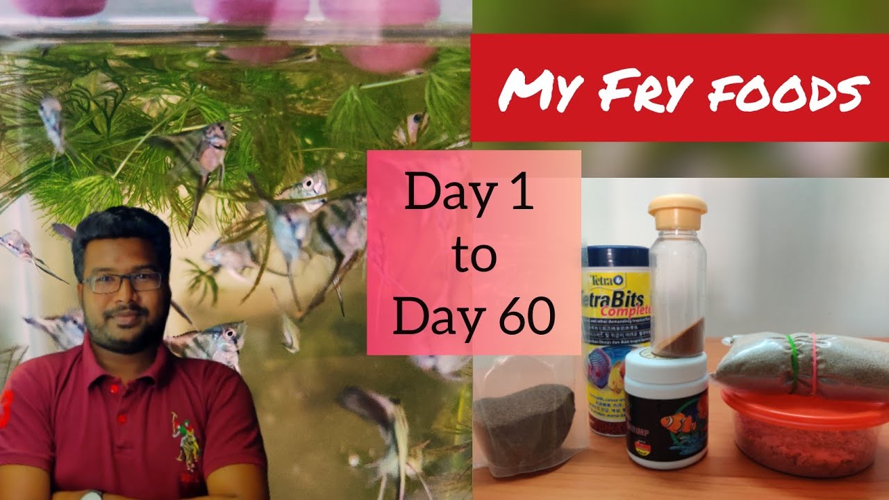 My Fish Baby/Fry Food from *Day 1 to Day 60* - Tamil || Jey's Fish Tanks