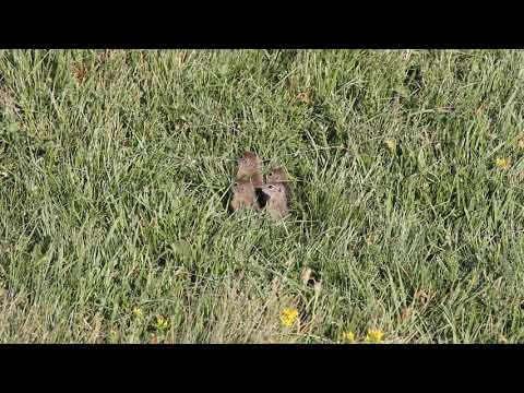 European ground squirrel