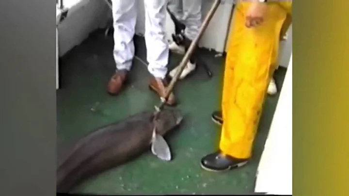 Giant 97lb eel caught by fishermen off the coast of Plymouth