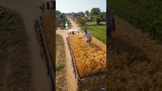 #TractorFarming #WheatFarming #DesiJugaad #CreativeFarming #Viral #Shorts #Reels 🚜🌾🔥✨😲