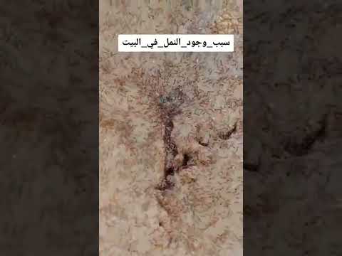 سبب وجود النمل في البيت لازم تسمع
