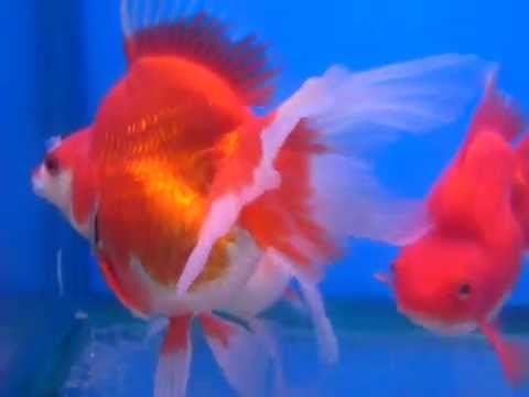 山水水族 高背長尾琉金金魚 18 cm Youtube