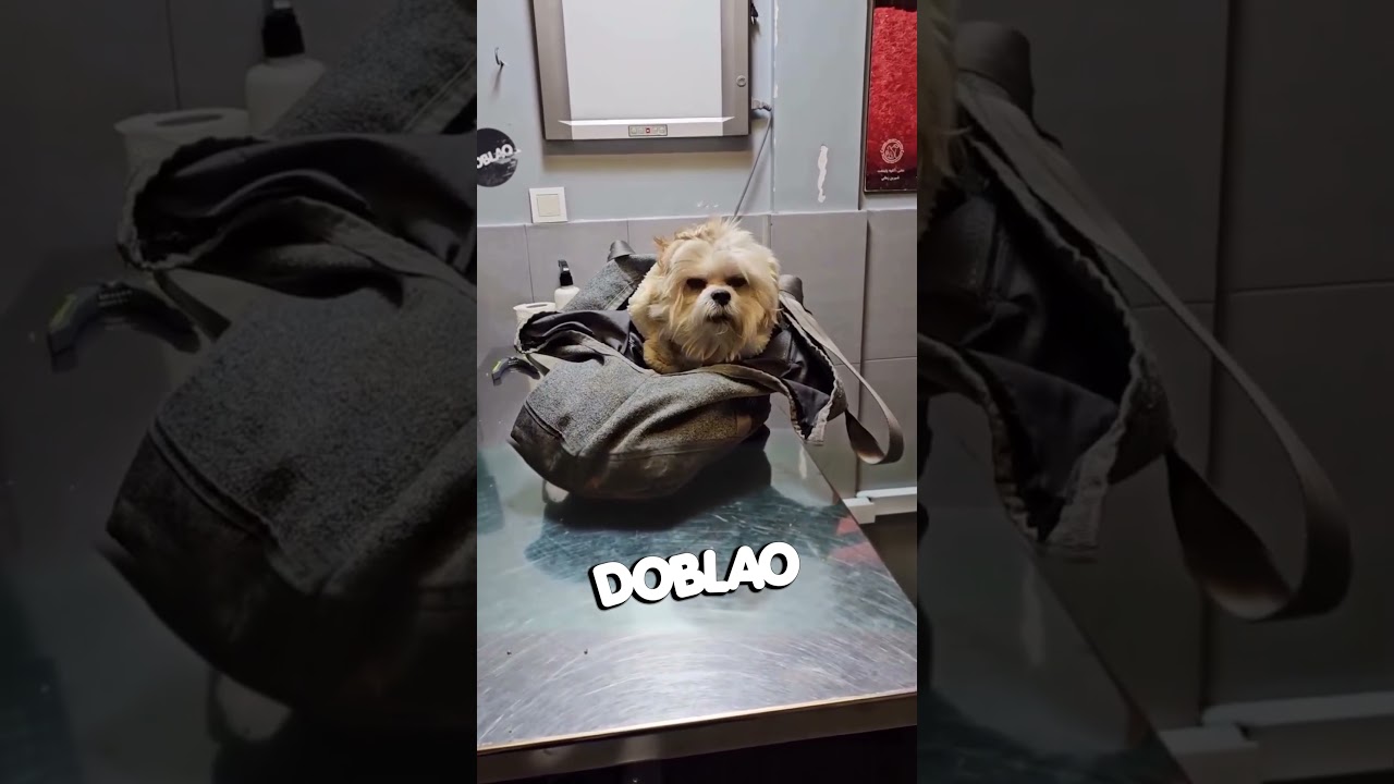 &iexcl;Ag&aacute;rrame! #Doblao #Estadoblao #animales