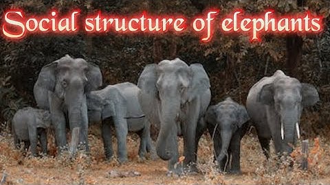 Elephants live this way/The social structure of elephants