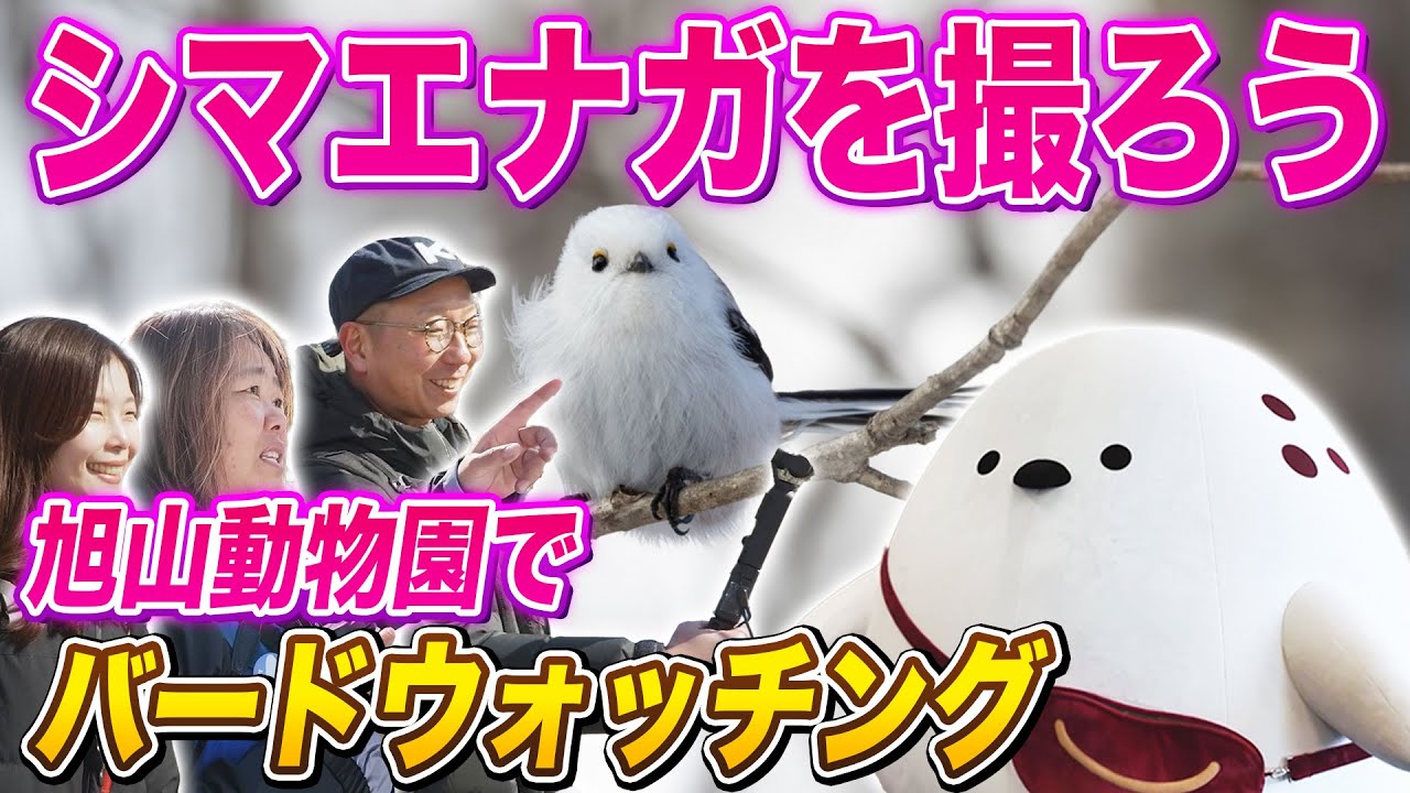 シマエナガに憧れる大福の妖精【全力YouTu部】#07