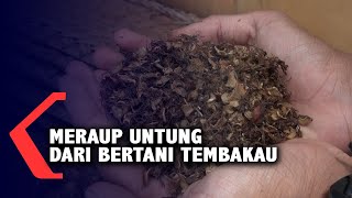 Meraup Untung dari Bertani Tembakau