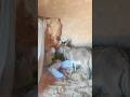 donkeyvideo #donkeykong #mariovsdonkeykong#animals #funny #animaljoke #donkey #animalhumor