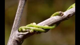 Cuscuta - Parasitic Nutrition