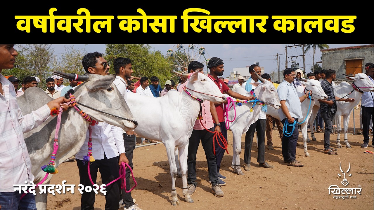 वर्षावरील कोसा खिल्लार कालवड । श्री नागनाथ केसरी, नरंदे | Khillar Maharashtrachi Shaan 2025