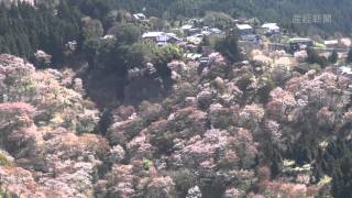 見頃を迎えた奈良県・吉野山の桜