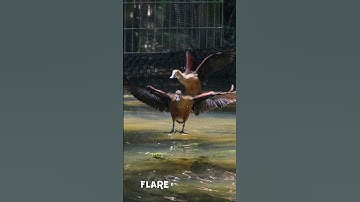 Flight - Lesser Whistling duck