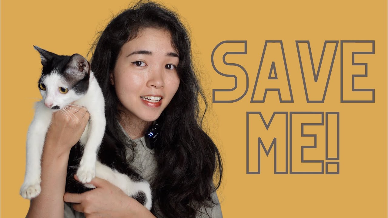 Save me (from a crazy cat lady) YouTube