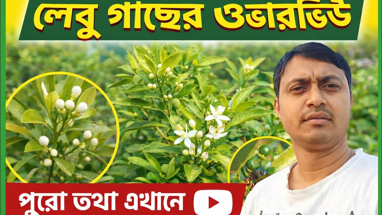 আমার  ছাদ বাগানের লেবু গাছের ওভার ভিও।