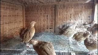 pancingan suara burung puyuh 100% pasti akan nyaut ikut bunyi | GRAHAPUYUH