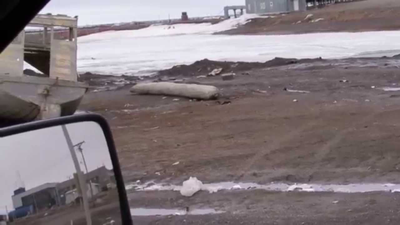 Driving around Barrow, AK 24 May 2015 (video 2) YouTube