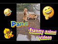 Funny animal😆🤣 video part 23 #funny videos #funnyvideo