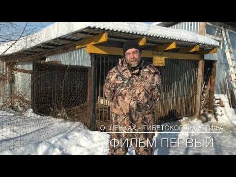 О щенках - фильм первый (кого выбрать кобеля или суку).