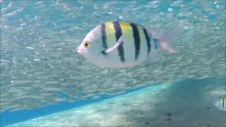 DAHAB 11/2018 Freediving AB